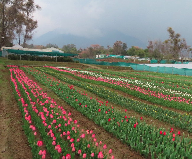 हिमाचल में तैयार हुआ देश का दूसरा टयूलिप गार्डन, आयात नहीं प्रदेश में